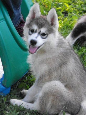 siberian husky cachorros gratis