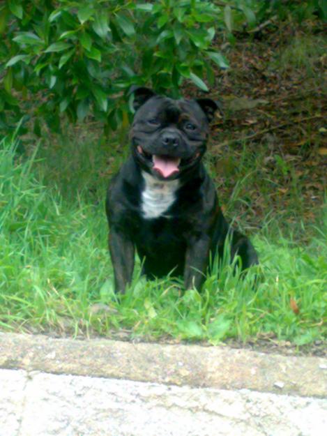 STAFFORDSHIRE BULL TERRIER PARA MONTAS