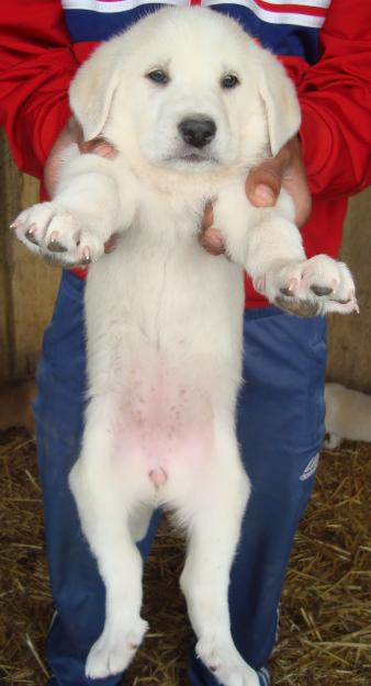 Vendo cachorros de Mastíb Español