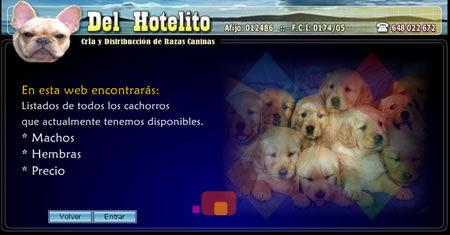 Cachorros de Bichón Maltes y otras razas que puedes ver en nuestra pagina Web