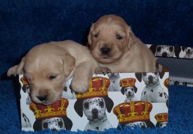 cachorros de golden retiever