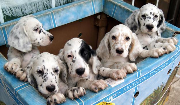 Cachorros de setter de cazador a cazador