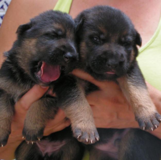 Cachorros pastor alemán de raza