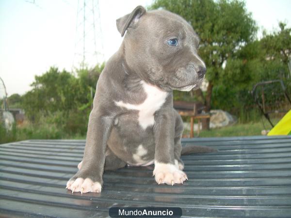 cachorros pitbull blue