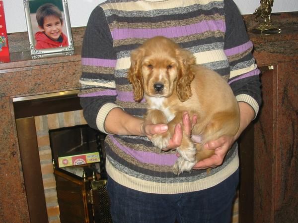 Cocker spaniel,cachorro macho canela,pedigree.