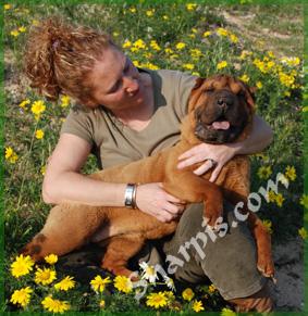 Dragon de Koshi Shar-Peis