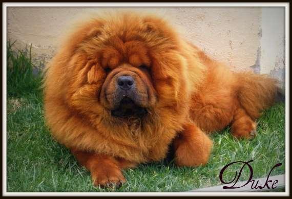 EXCELENTE CHOW CHOW PARA MONTAS