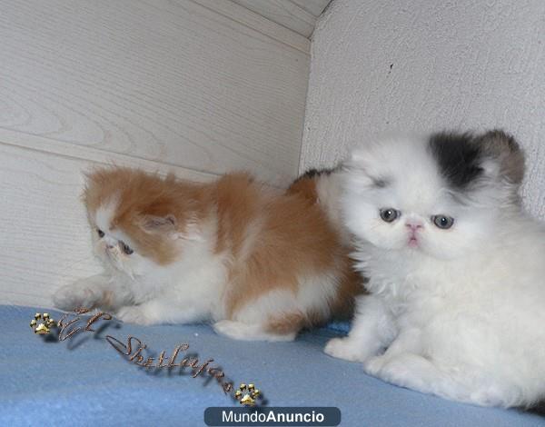 Tenemos 5 Persa / Himalaya gatitos para la venta.