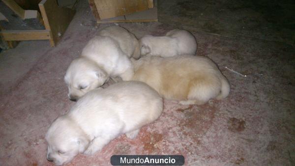 vendo golden retriever