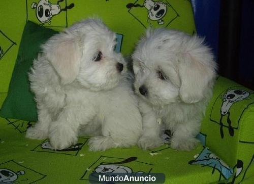 Bichon maltes, maravillosos cachorros