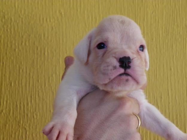 Boxer cachorros blancos