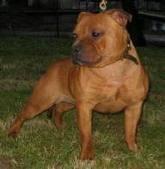 camada staffordshire bull terrier