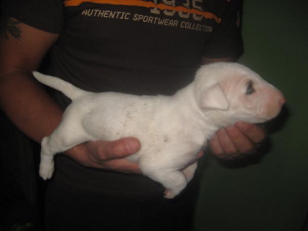 DISPONIBLE CAMADA DE BULLTERRIER INGLES