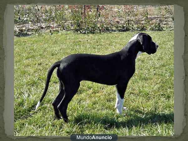 Dogo Aleman negro-manttel