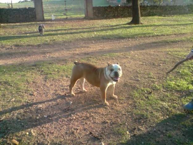 HEMBRA DE BULLDOG INGLES 20 MESES