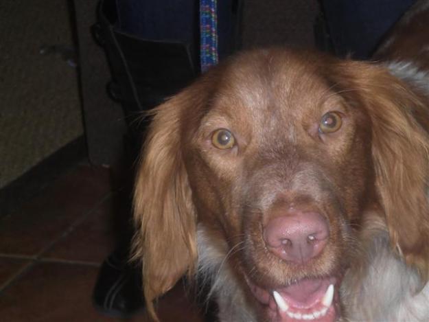 JACQUES, bretón de un añito, no se puede ser más guapo. Abandonado por cazadores.