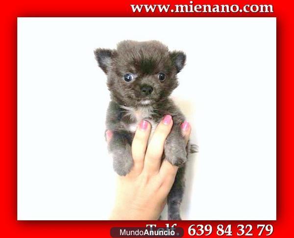 MIRA QUE CACHORROS DE CHIHUAHUA TOY, SOLO VENDEMOS CACHORROS DE CALIDAD  QL