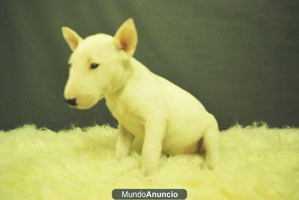 BULLTERRIER MINIATURA AUTENTICOS CACHORROS LISTOS PARA ENTREGAR