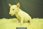 BULLTERRIER MINIATURA AUTENTICOS CACHORROS LISTOS PARA ENTREGAR - mejor precio | unprecio.es