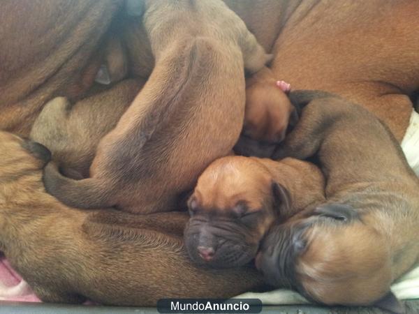 CACHORROS RHODESIAN RIDGEBACK