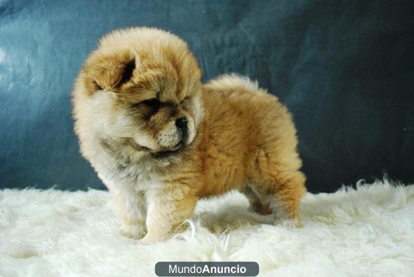 Chow Chow Adorables Ejemplares para tu hogar