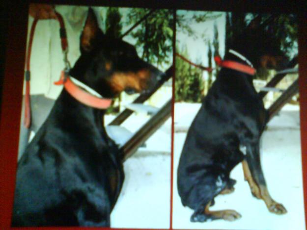 EXCELENTE DOBERMAN PARA MONTAS