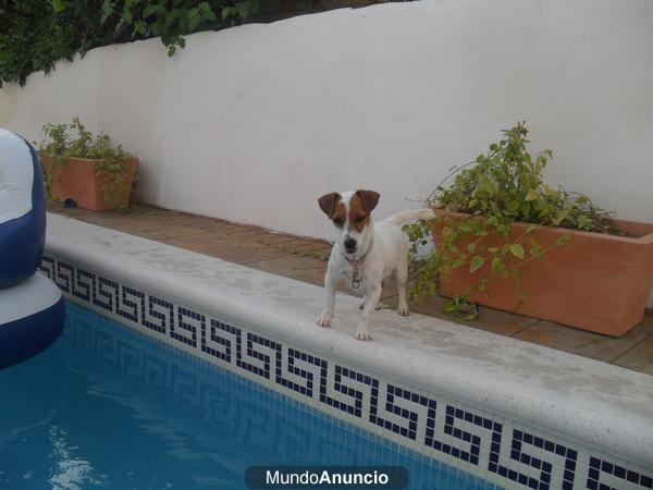 jack russell terrier de calidad