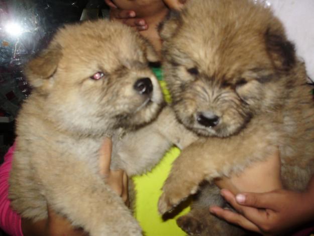 Preciosos cachorros chow chow