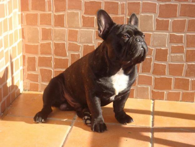 Proxima gran camada de bulldog frances