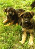 Estupendos cachorros pastor alemán