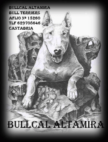 bull terrier