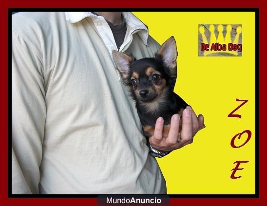 Cachorrita chihuahua hembra de calidad y con pedigree