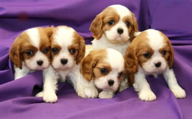 Cachorros cocker spaniel