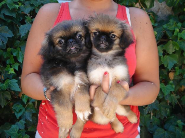 CACHORROS DE PEQUINES 600€