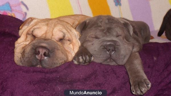 camada de shar pei buen precio