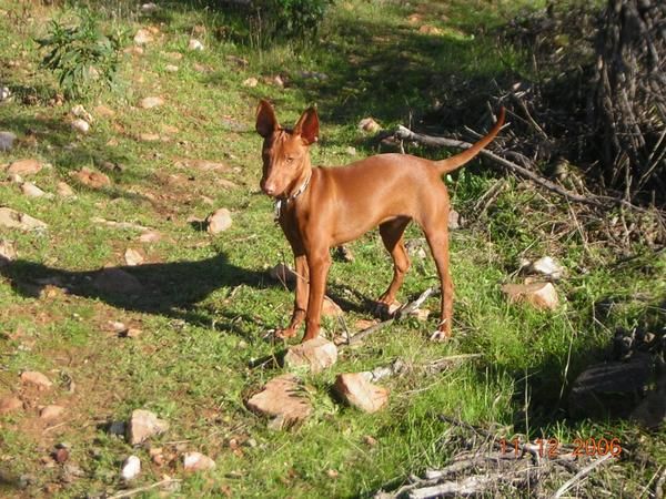 Perros de caza