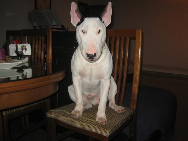 Precioso Bull Terrier Busca novia