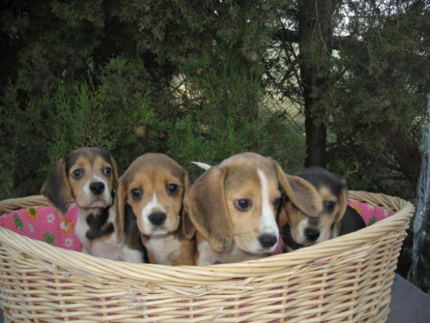 Preciosos Beagles 280€