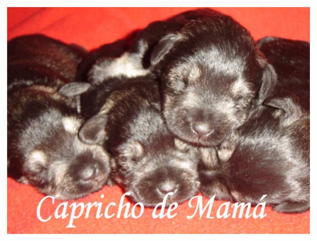 Schnauzer Miniatura Negro y Plata