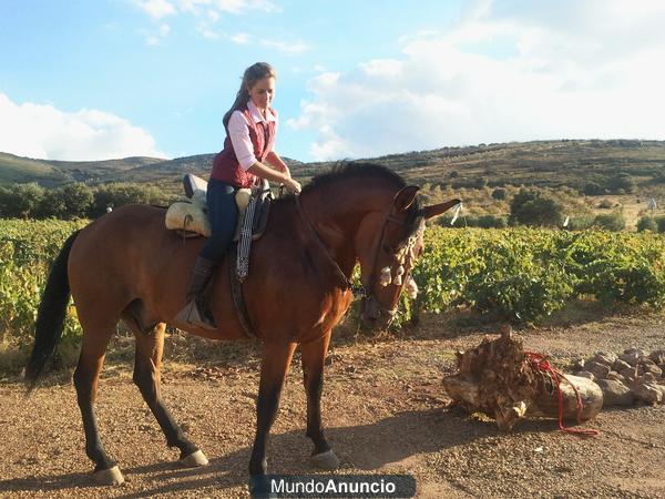 Se vende o se cambia espectacular caballo de campo