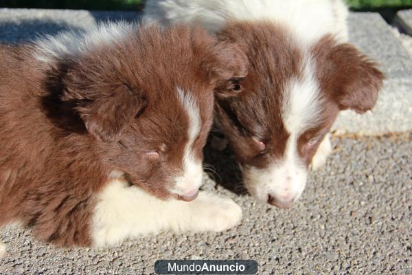 BORDER COLLIES