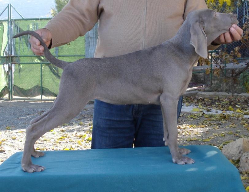 Cachorras braco de weimar listas para entregar