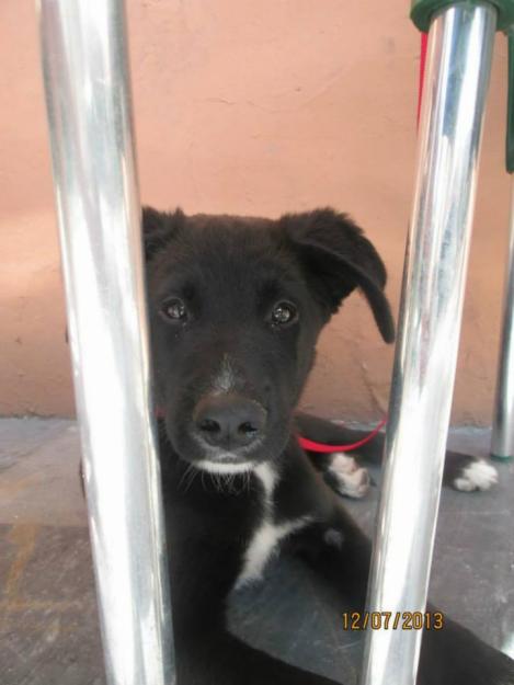 cachorritos en adopcion. adopta y cambiales la vida!