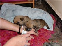 CACHORRITOS EN MURCIA. BUSCAN ADOPCION.