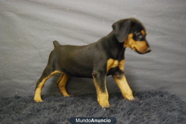 Cachorros de Doberman, dos meses, excelentes perritos