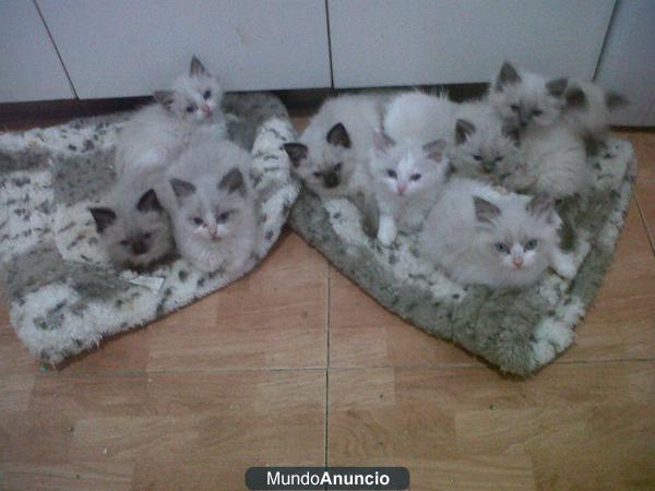 GATITOS RAGDOLL EN VENTA