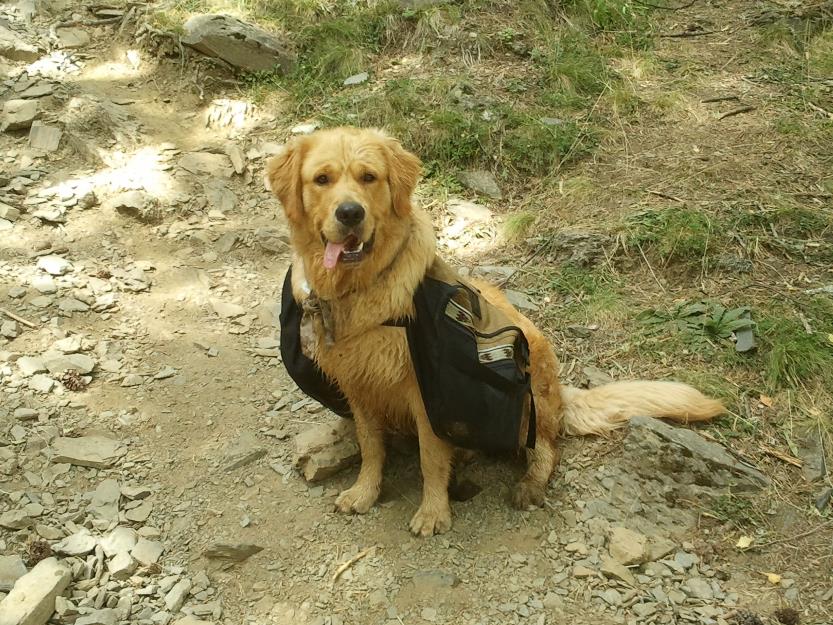 Macho de Golden Retriever para monta