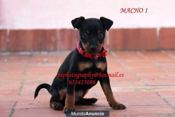 MINI PINCHER + REPORTAGE CACHORRO