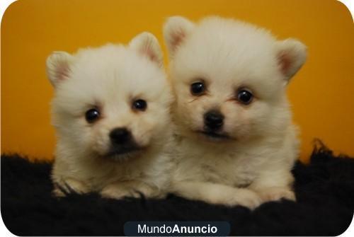 Nueva camada de Pomerania en color blanco