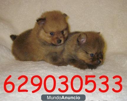 Pomeranias de capricho por 300€